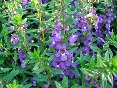 Angelonia angustifolia