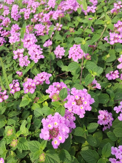 Lantana montevidensis