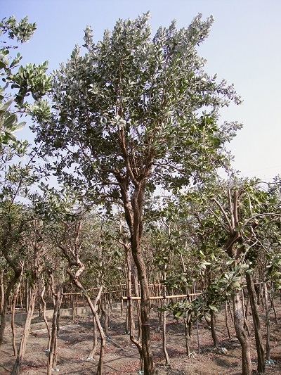 Conocarpus erectus var. sericeus