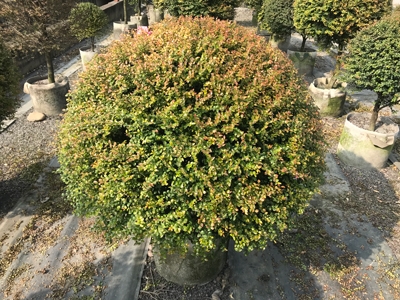 楓港柿紫檀(球型)