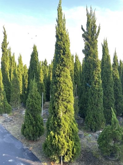 Juniperus chinensis L. var. kaizuka