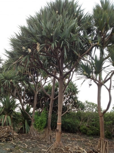 Pandanus utilis Bory