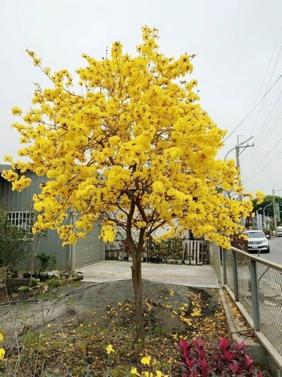 黃花風鈴木