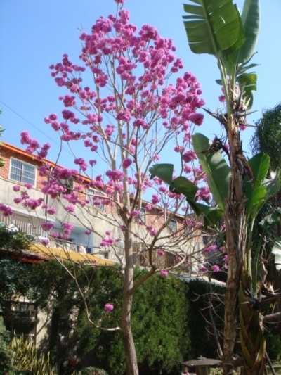 Tabebuia impetiginosa (DC.) Standle