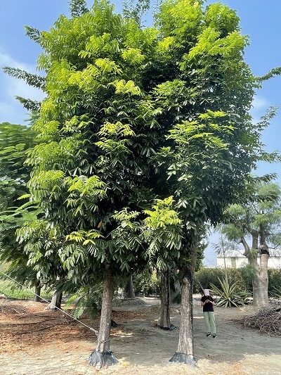 Swietenia macrophylla King