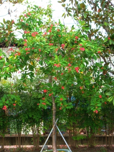 Jatropha pandurifolia