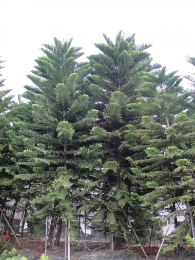 Araucaria heterophylla