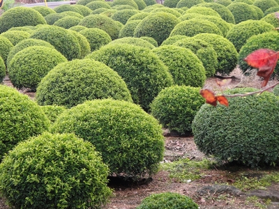 Murraya paniculata cv.