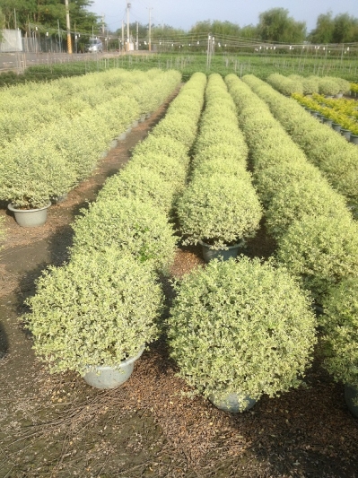 Ligustrum sinense cv. Variegatum