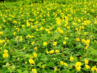 Arachis duranensis