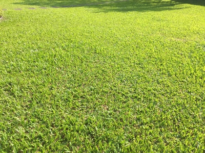 巴西地毯草(㎡)
