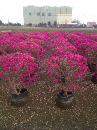 Bougainvillea glabra 