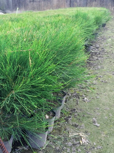 Casuarina hybrida