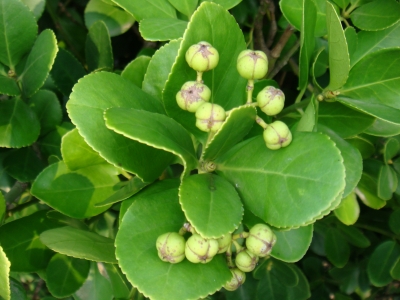 Euonymus japonicus Thunb