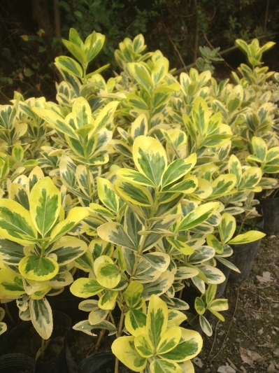 Euonymus japonicus f.viridi-variega