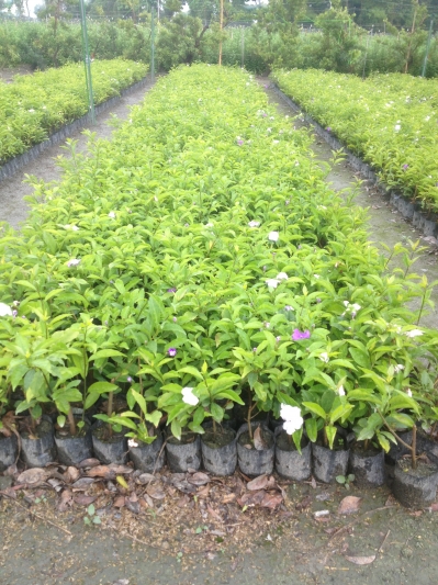 Brunfelsia hopeana（Hook.）Benth