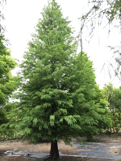 Taxodium distichum