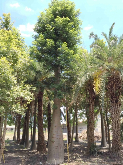 Adansonia digitata