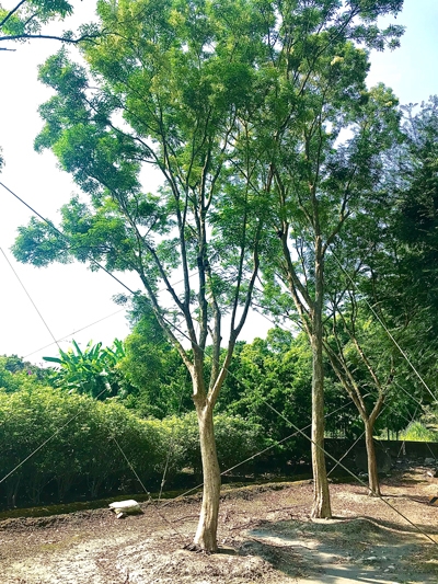 Fraxinus formosana Hayata