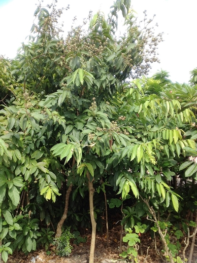 Lagerstroemia speciosa