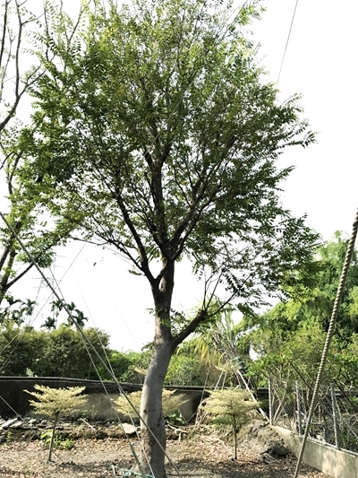 Zelkova formosana Hayata