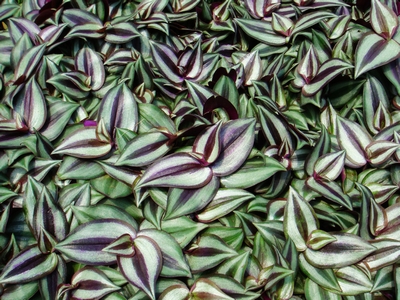 Tradescantia zebrina 'Purpusii'