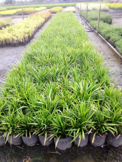 Ophiopogon japonicus (L. f.) Ker-Ga