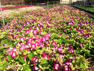 Torenia fournieri Linden