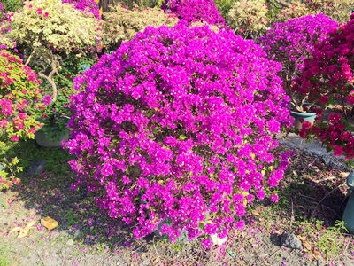 Bougainvillea glabra