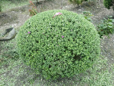 紅花密葉玉芙蓉(球型)