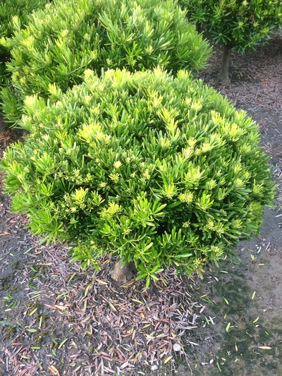 Podocarpus costalis