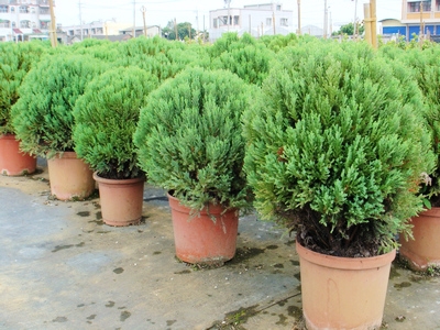 Chamaecyparis pisifera ‘Boulevard’