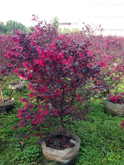 Loropetalum chinense cv.‘Rubrum’