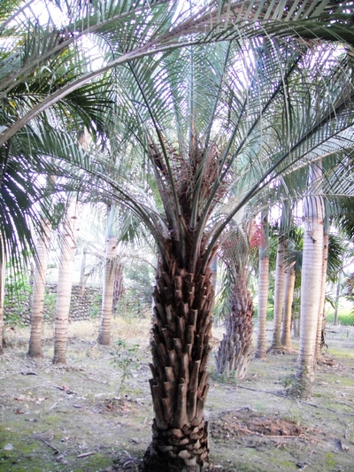 Butia capitata (Mart.) Becc