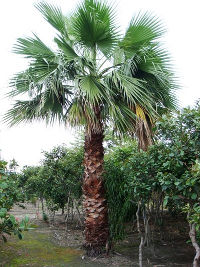 Washingtonia filifera