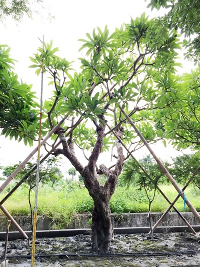 Plumeria rubra