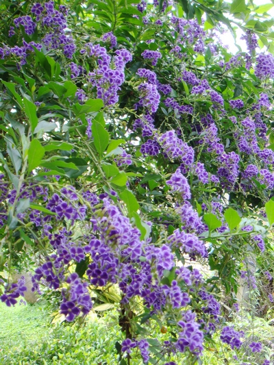 Duranta repens cv. 'Lass'