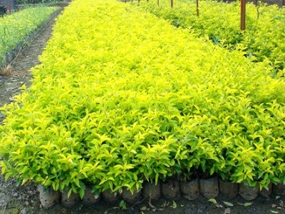 Duranta repens Linn