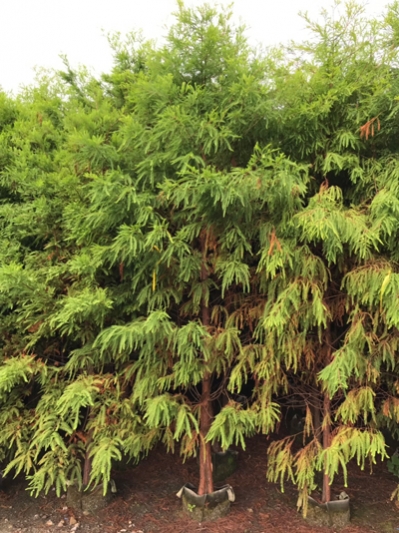 Taxodium distichum