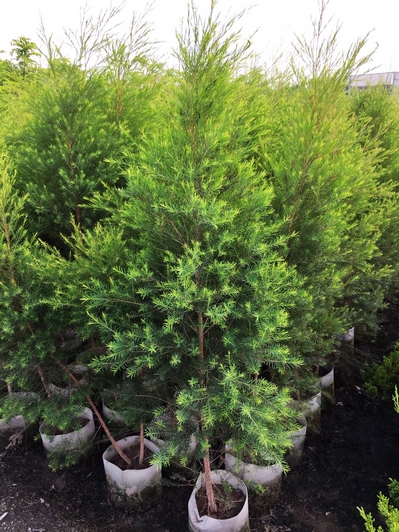 Melaleuca alternifolia Cheel