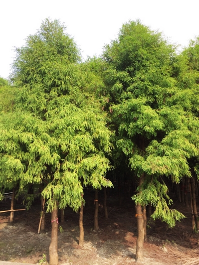 Taxodium mucronatum Tenore