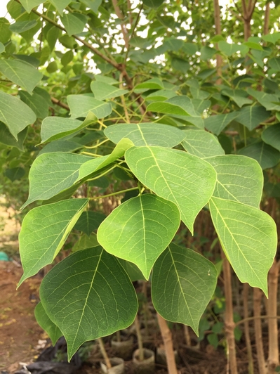 Ficus religiosa