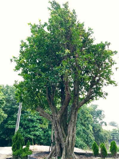 Syzygium samarangense