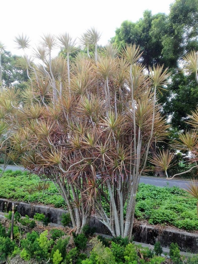 Dracaena marginata