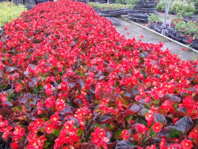 Begonia semperflorens