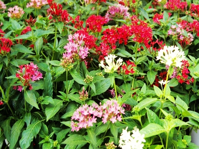 Pentas lanceolata