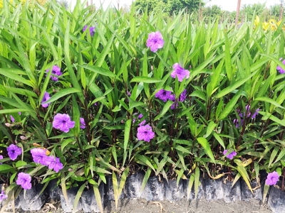 Ruellia brittoniana Leonard