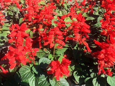 Salvia splendens