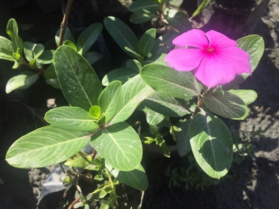 Catharanthus roseus