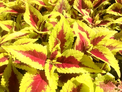 Coleus